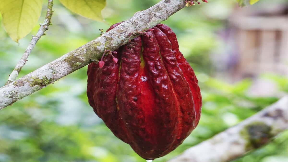 La Ceremonia Del Cacao - La Esencia Del Ser